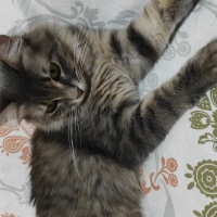 Norwegian Forest, Kedi  Gümüş fotoğrafı