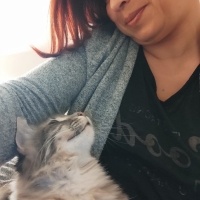 Norwegian Forest, Kedi  Gümüş fotoğrafı