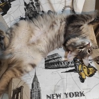 Norwegian Forest, Kedi  Gümüş fotoğrafı