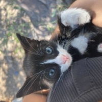 Tekir Kedi, Kedi  Mia fotoğrafı