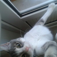 Tekir Kedi, Kedi  Duman fotoğrafı
