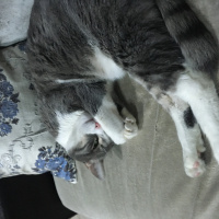Tekir Kedi, Kedi  Duman fotoğrafı