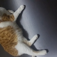 Tekir Kedi, Kedi  İrma fotoğrafı
