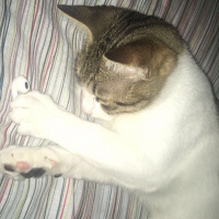 Tekir Kedi, Kedi  Büdü fotoğrafı