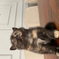 British Shorthair, Kedi  Maya , Miya , Zeytin , Tarçın fotoğrafı