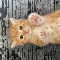 British Shorthair, Kedi  Maya , Miya , Zeytin , Tarçın fotoğrafı