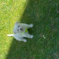 Maltese, Köpek  Bambu fotoğrafı