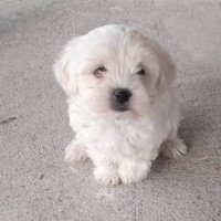 Maltese, Köpek  Bambu fotoğrafı