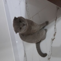 Scottish Fold, Kedi  Çiko ve Pamuk fotoğrafı