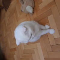 Scottish Fold, Kedi  Çiko ve Pamuk fotoğrafı
