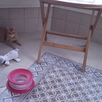 Tekir Kedi, Kedi  minik fotoğrafı