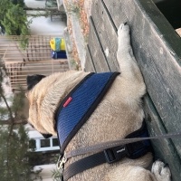 Pug, Köpek  Adölf fotoğrafı