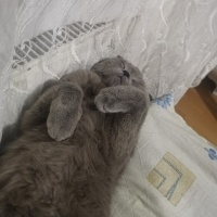 Scottish Fold, Kedi  Duman fotoğrafı
