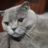 Scottish Fold, Kedi  Duman fotoğrafı