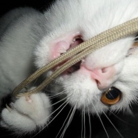 British Shorthair, Kedi  Pamuk fotoğrafı