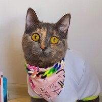 British Shorthair, Kedi  Sakız fotoğrafı