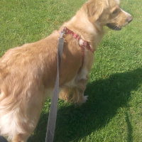 Golden Retriever, Köpek  deyzi fotoğrafı