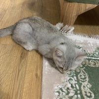 British Shorthair, Kedi  Boncuk fotoğrafı