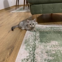 British Shorthair, Kedi  Boncuk fotoğrafı
