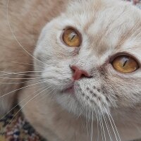 British Shorthair, Kedi  Paytak Pamuk fotoğrafı