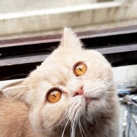 British Shorthair, Kedi  Paytak Pamuk fotoğrafı