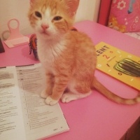 Sarman, Kedi  Bihter fotoğrafı