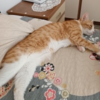 Sarman, Kedi  Bihter fotoğrafı