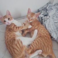 Sarman, Kedi  Bihter fotoğrafı