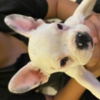 Fransız Bulldog, Köpek  Zalım fotoğrafı