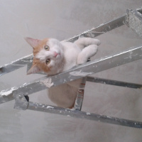 Tekir Kedi, Kedi  Şakir fotoğrafı