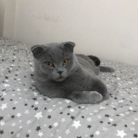 British Shorthair, Kedi  Duman fotoğrafı