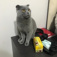 British Shorthair, Kedi  Duman fotoğrafı
