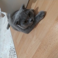 British Shorthair, Kedi  Duman fotoğrafı