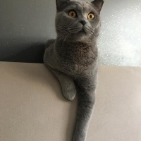 British Shorthair, Kedi  Duman fotoğrafı