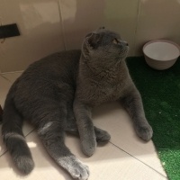 British Shorthair, Kedi  Duman fotoğrafı