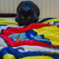 Tekir Kedi, Kedi  Dişsiz fotoğrafı