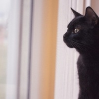 Tekir Kedi, Kedi  Dişsiz fotoğrafı