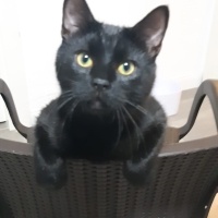 Tekir Kedi, Kedi  Dişsiz fotoğrafı