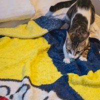 Tekir Kedi, Kedi  Şans fotoğrafı