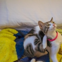 Tekir Kedi, Kedi  Şans fotoğrafı