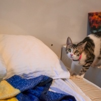Tekir Kedi, Kedi  Şans fotoğrafı