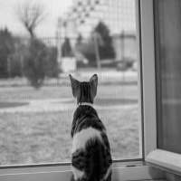 Tekir Kedi, Kedi  Şans fotoğrafı