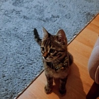 Tekir Kedi, Kedi  Pati fotoğrafı