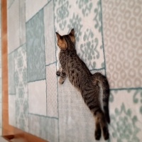 Tekir Kedi, Kedi  Pati fotoğrafı