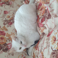 Ankara Kedisi, Kedi  Pamuk ve yavrusu fotoğrafı