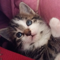 Tekir Kedi, Kedi  Radar fotoğrafı