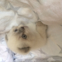 Scottish Fold, Kedi  Mia fotoğrafı