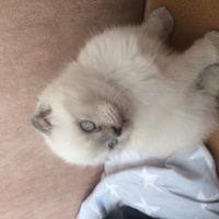 Scottish Fold, Kedi  Mia fotoğrafı