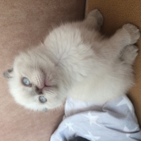 Scottish Fold, Kedi  Mia fotoğrafı
