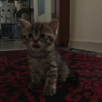 British Shorthair, Kedi  British tekir kirmasi fotoğrafı